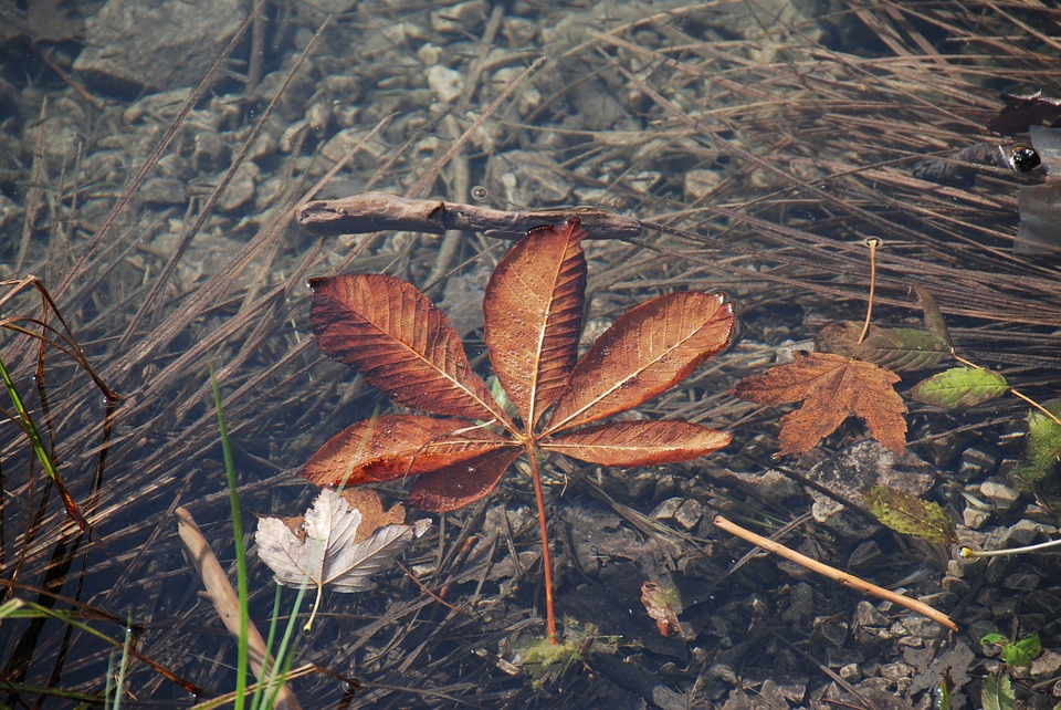 Image - leaf lake autumn water