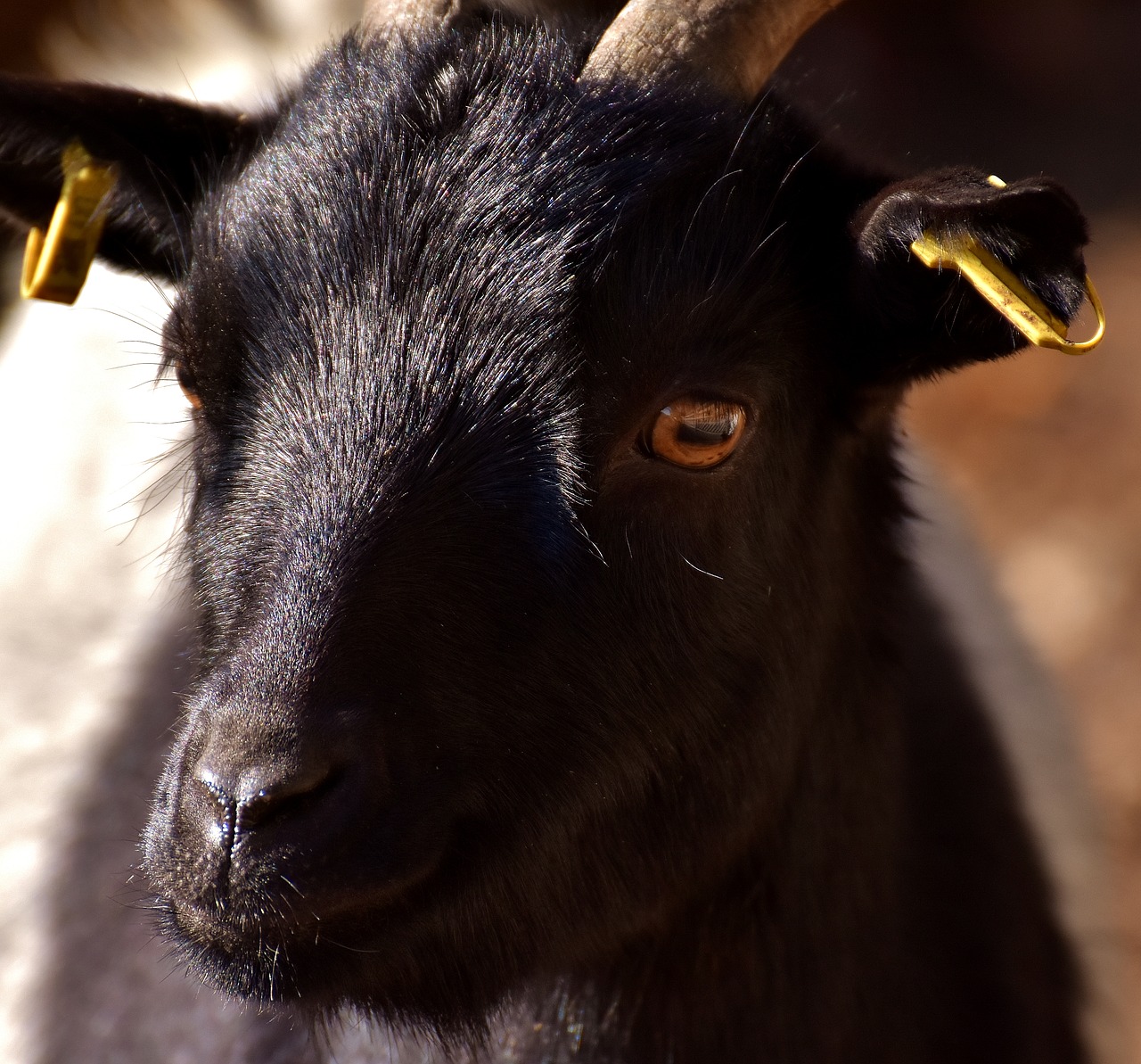 Image - billy goat goat animal ungulate