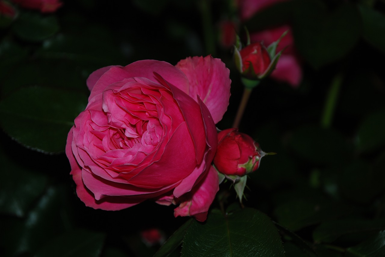 Image - rose dark evening