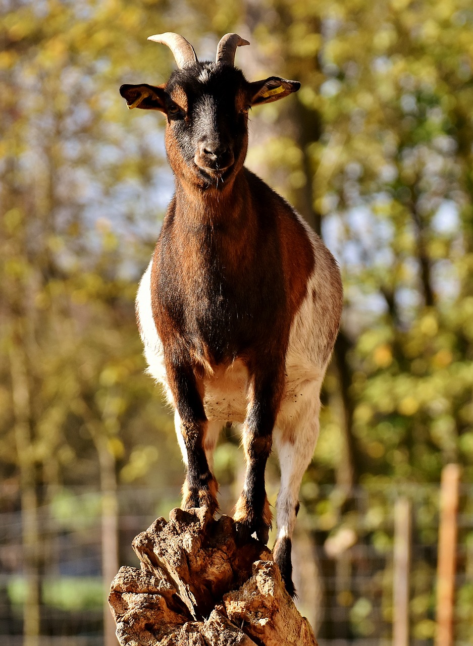 Image - billy goat goat animal ungulate