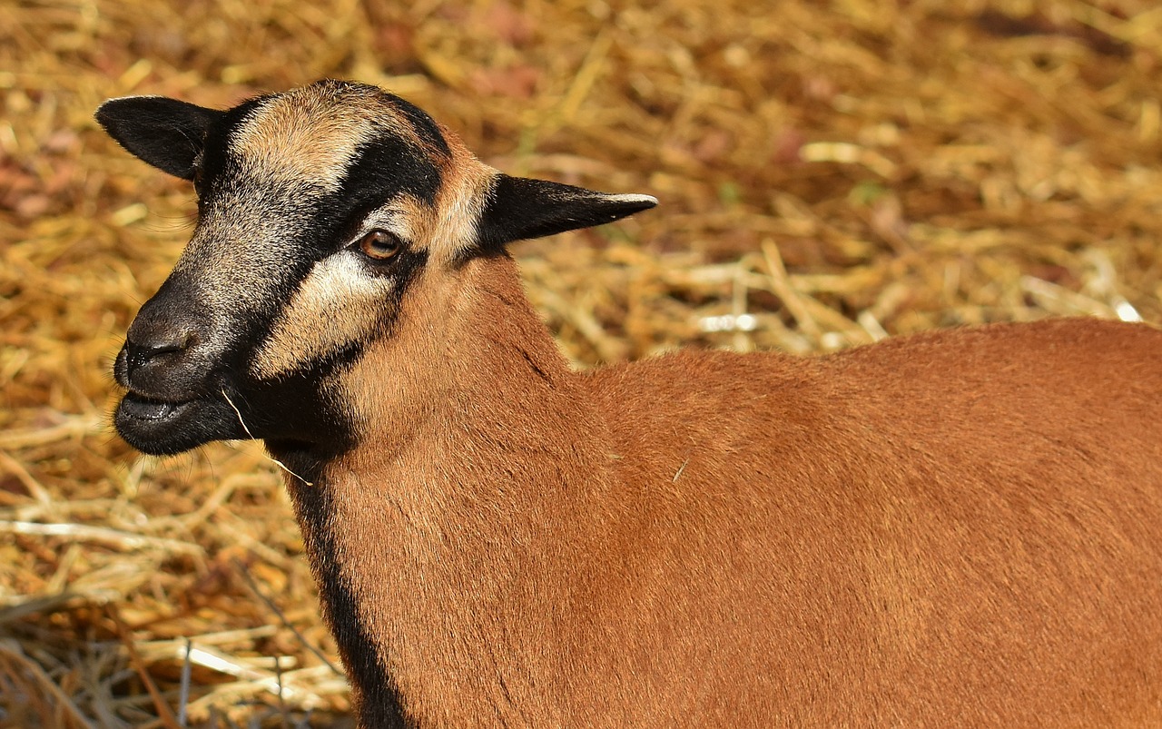 Image - sheep animal nature