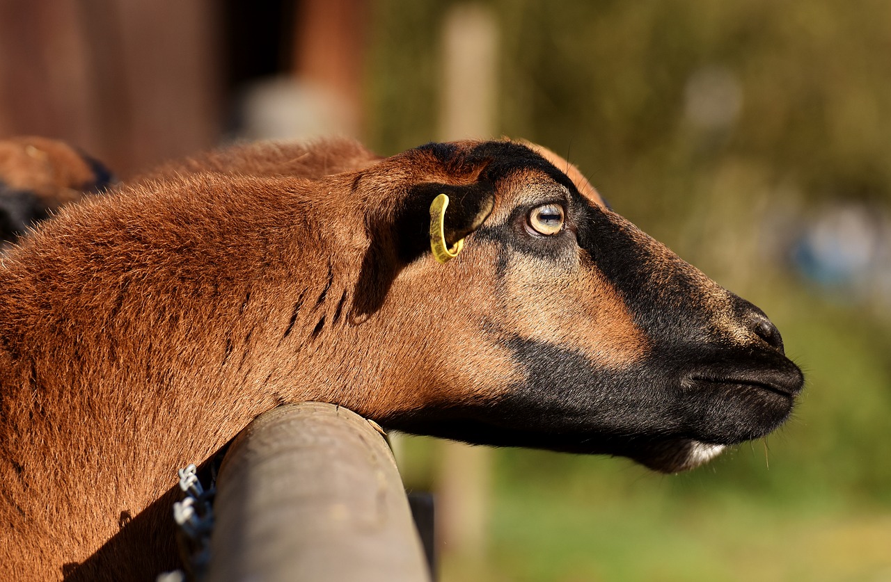 Image - sheep animal nature