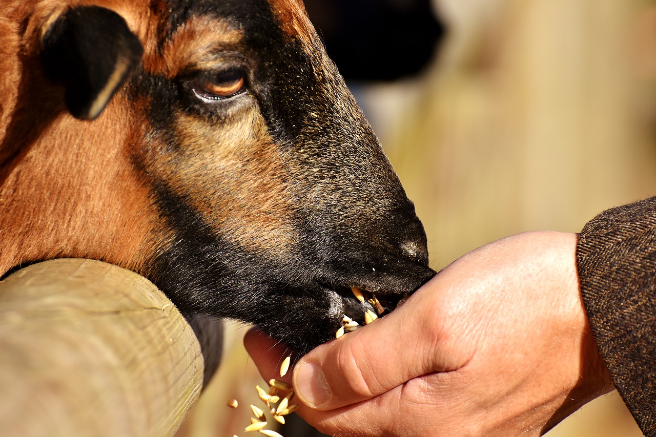 Image - sheep feed eat animal nature