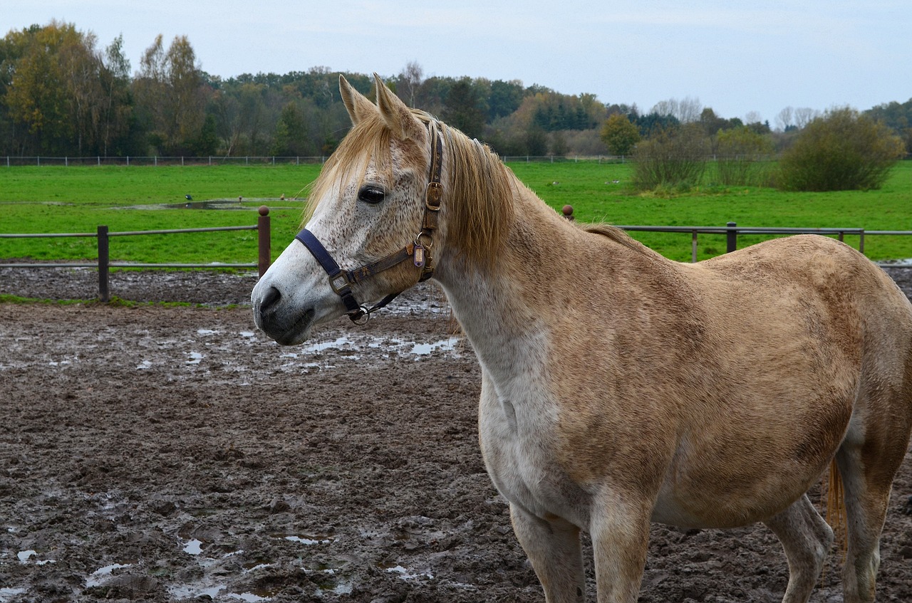 Image - horse arabs thoroughbred arabian