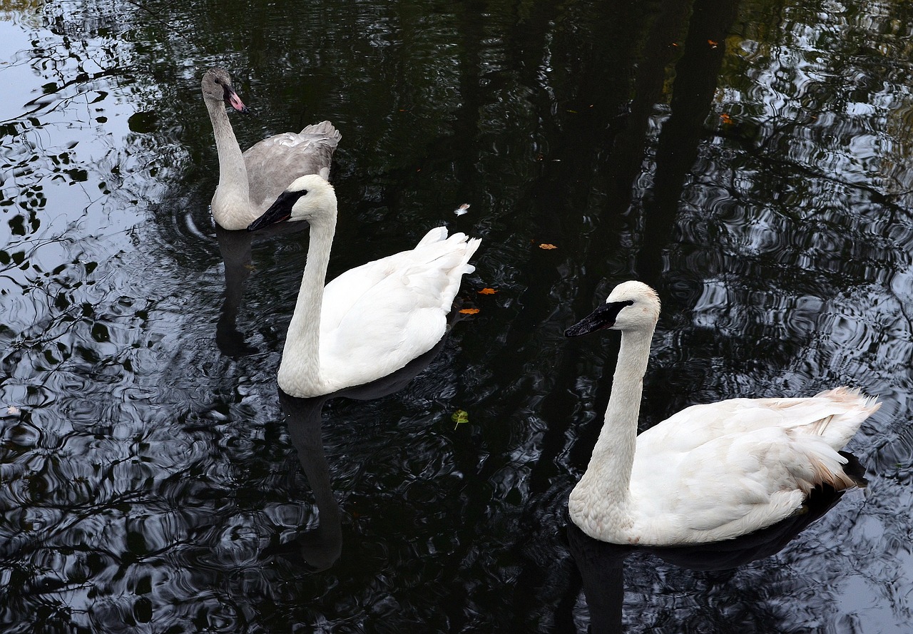 Image - swan trumpet of the swan water bird