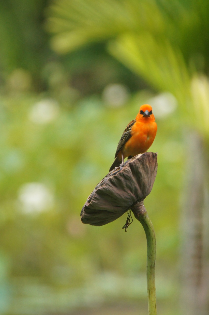 Image - bird ile maurice garden