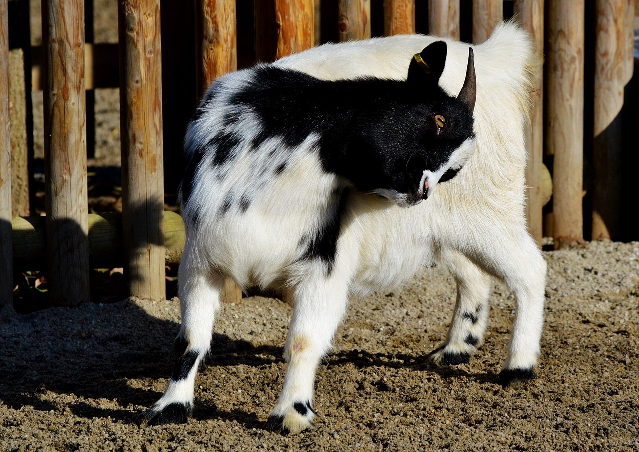 Image - dwarf goat goat domestic goat