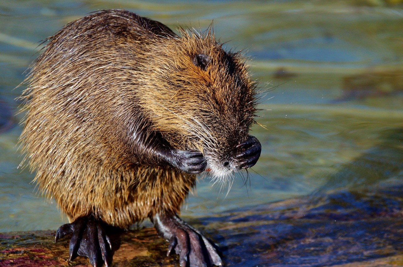 Image - nutria rodent water rat