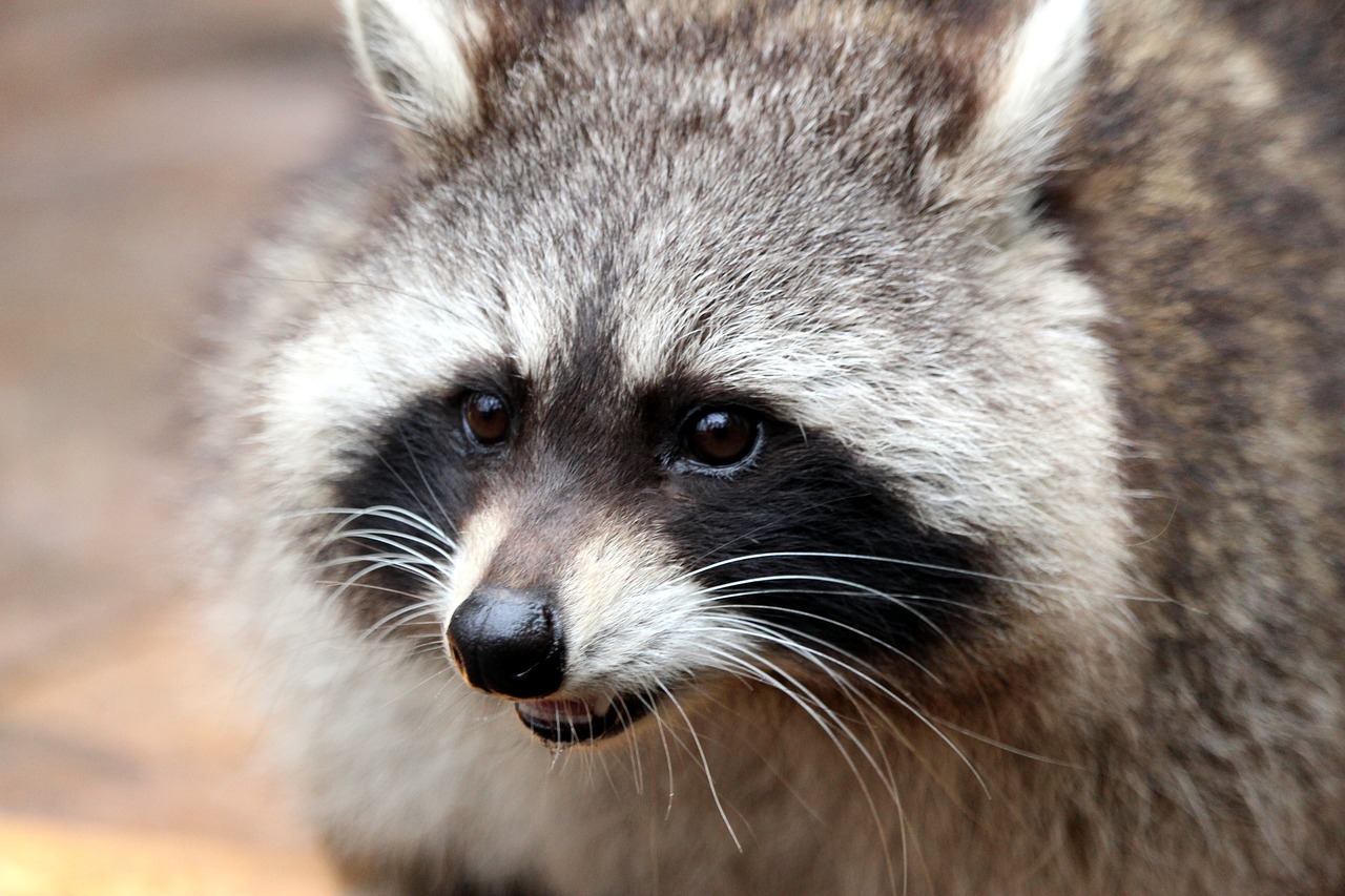 Image - raccoon bear nature animal furry