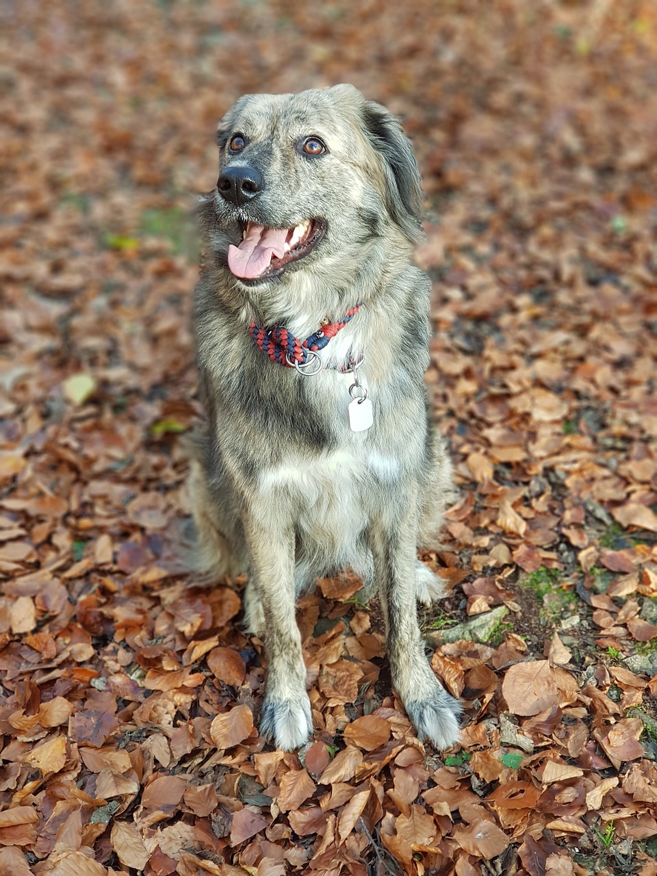 Image - dog forest leaves