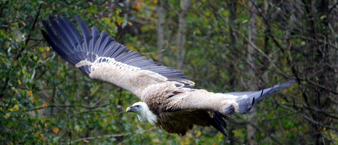 Image - vulture flight animal world bird