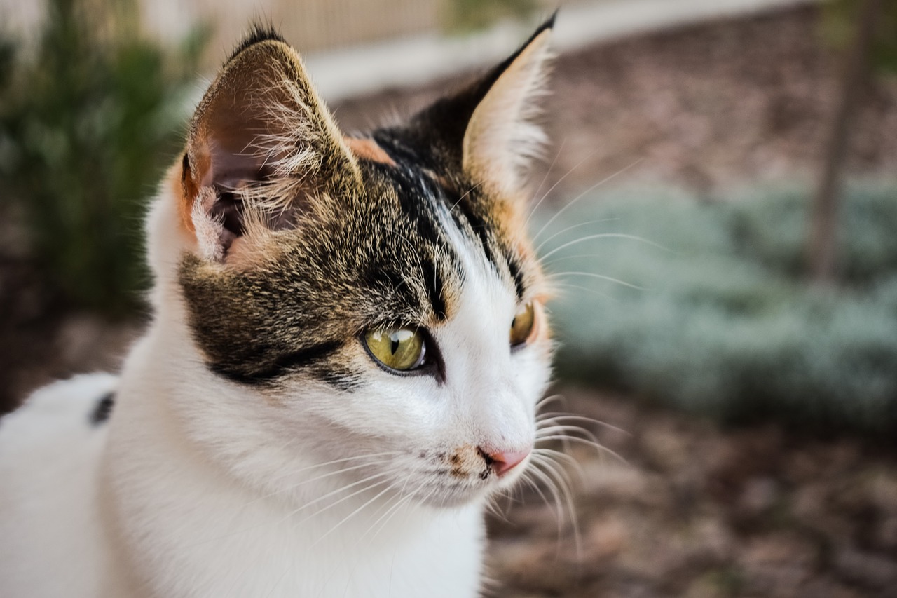 Image - cat stray young feline animal