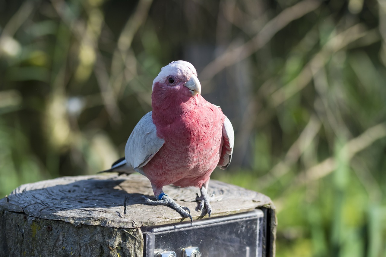 Image - bird parrot fauna small parrot