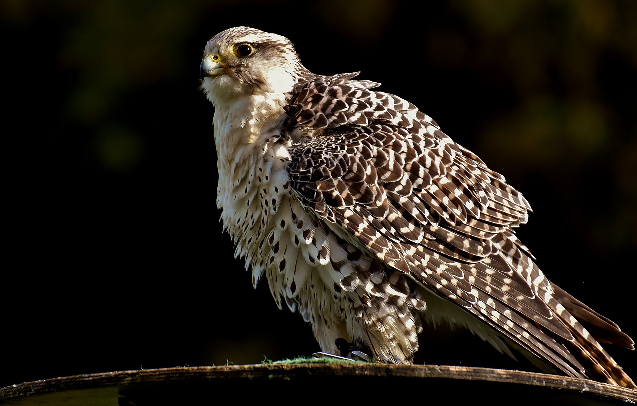 Image - falcon wing bird of prey animal