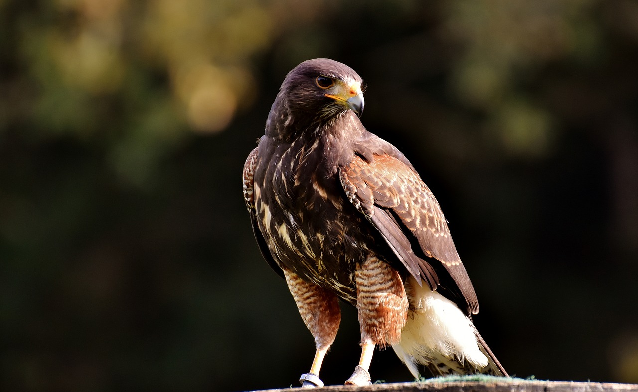 Image - falcon wing bird of prey animal