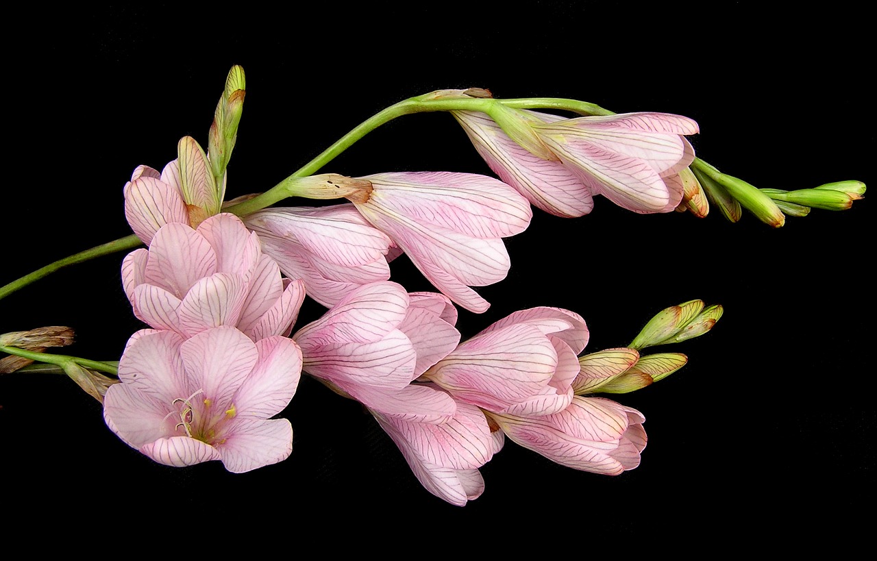 Image - bulb flower pink stems