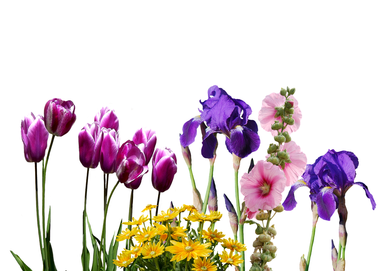 Image - iris tulips flowers nature violet