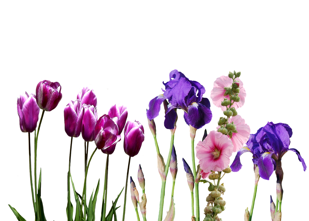 Image - iris tulips flowers nature violet