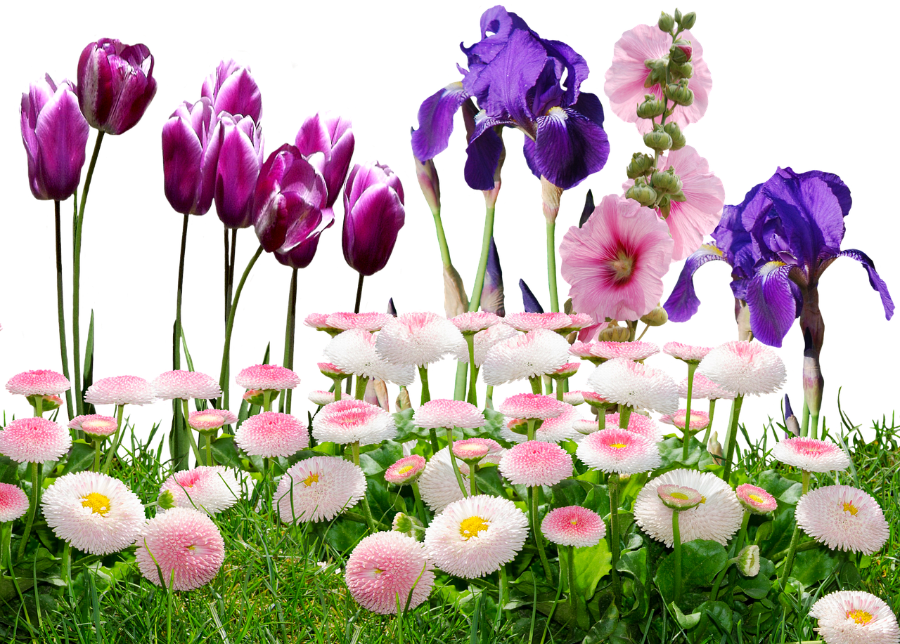 Image - iris tulips flowers nature violet