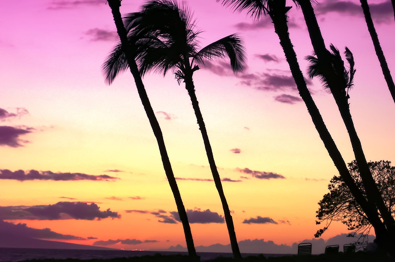 Image - sunset beach hawaii palm trees