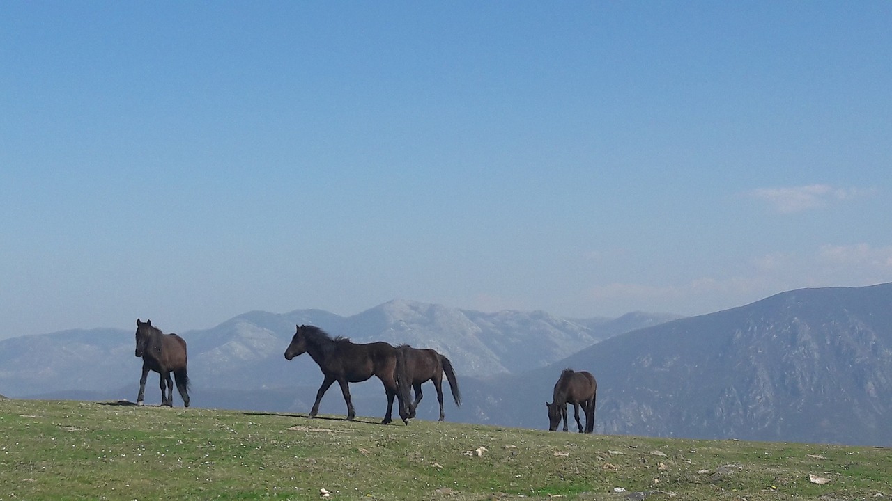 Image - horses asturcon asturias spain