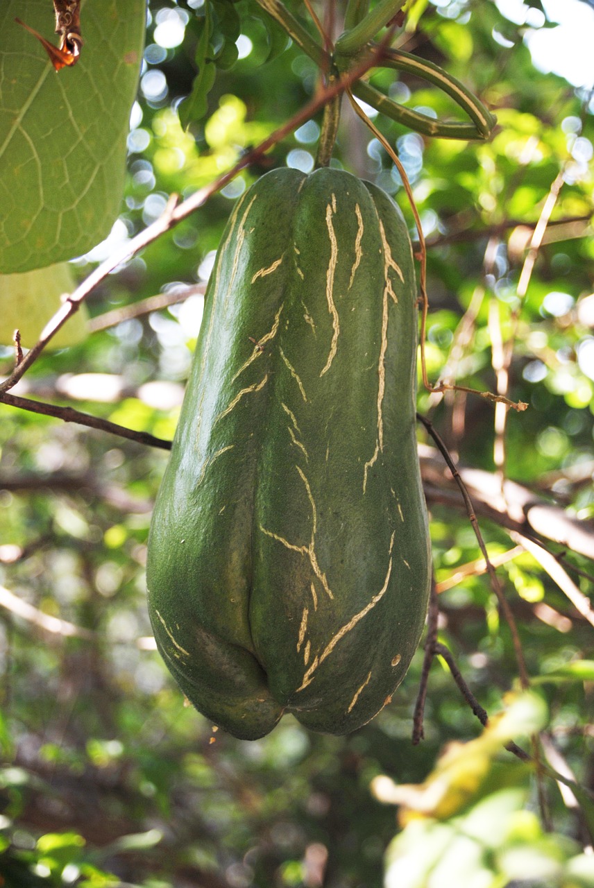 Image - squash fruit vegetable