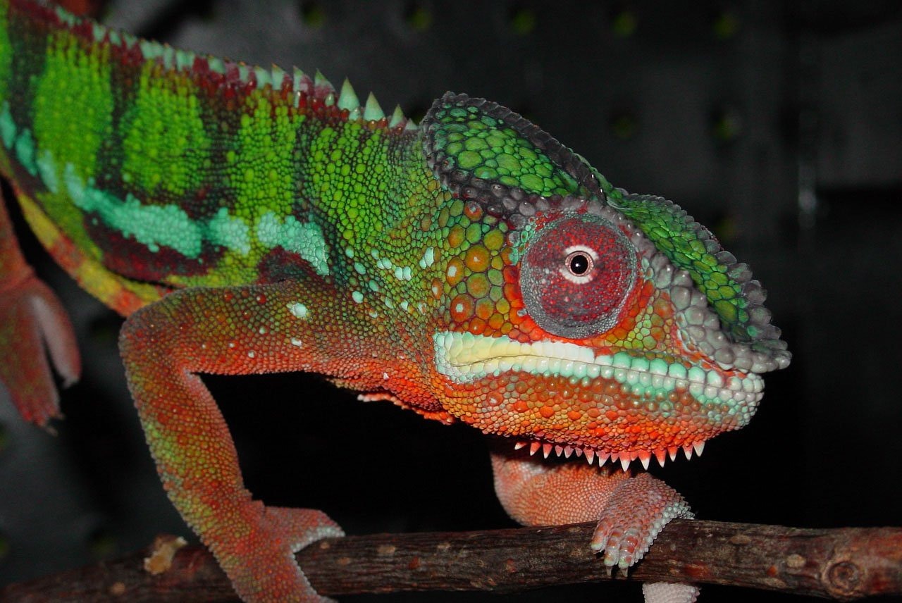 Image - animal green lizard reptile male