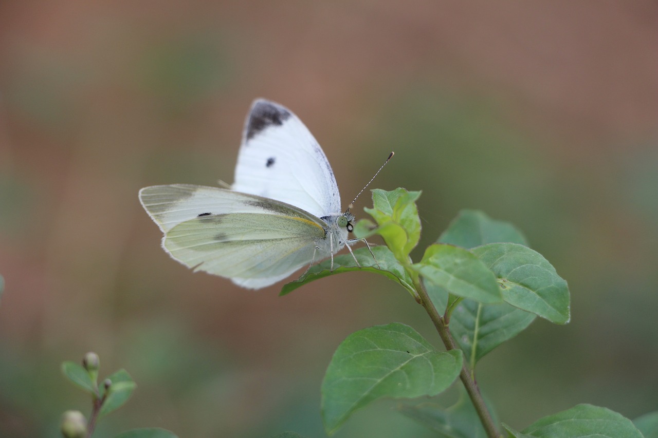 Image - butterfly animal plant ye tian