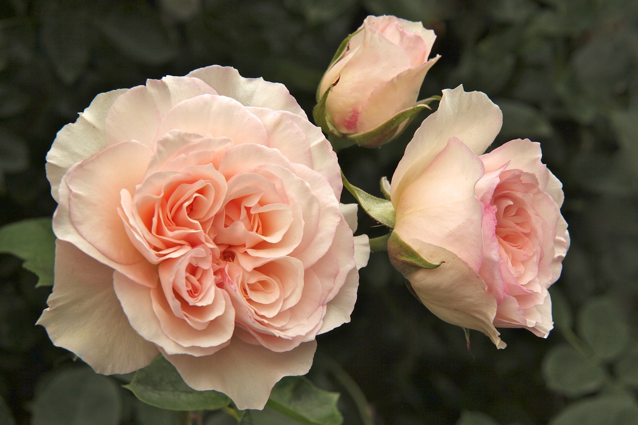 Image - rose perdita garden