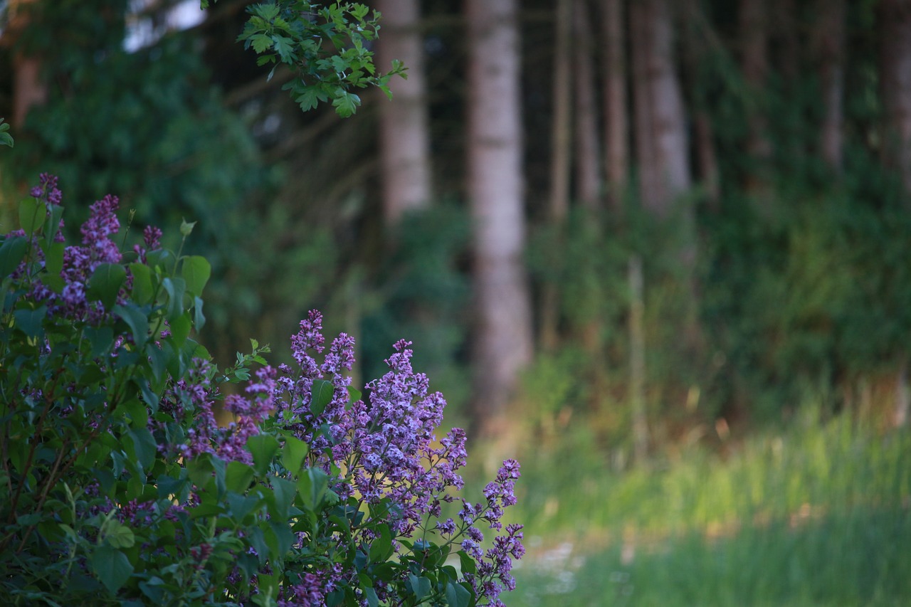 Image - nature lilac decorative bush purple