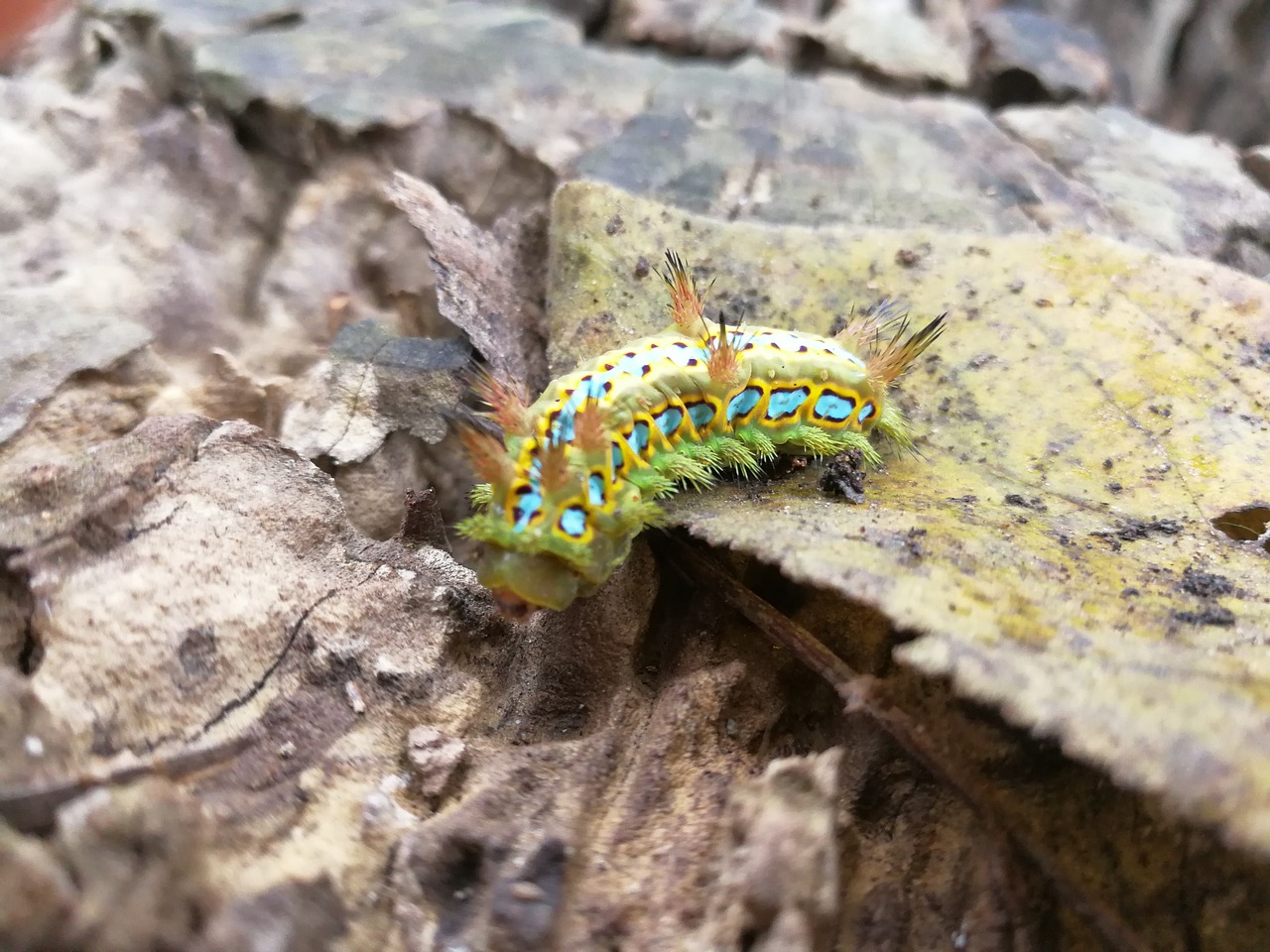 Image - nature limacodidae series insect