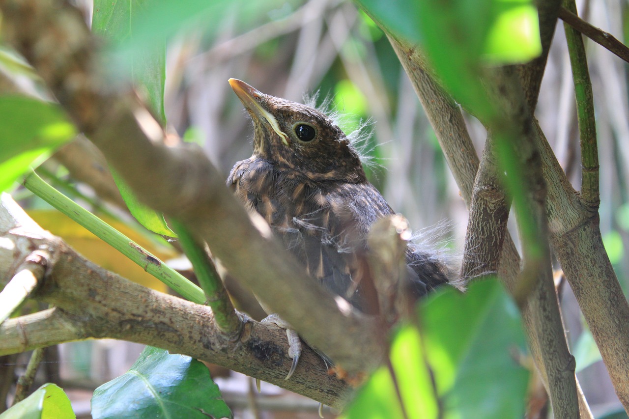 Image - bird hedge camouflage