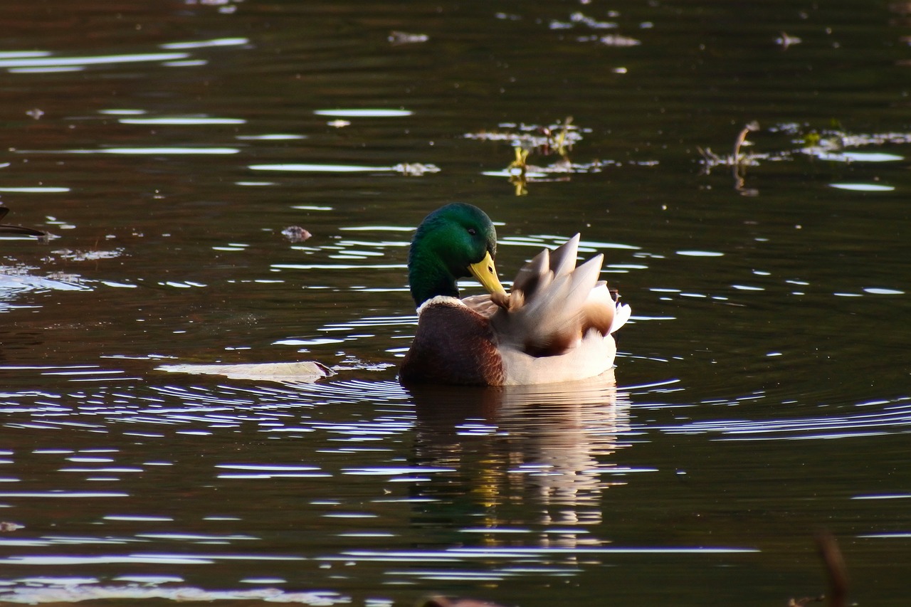 Image - animal pond waterside bird