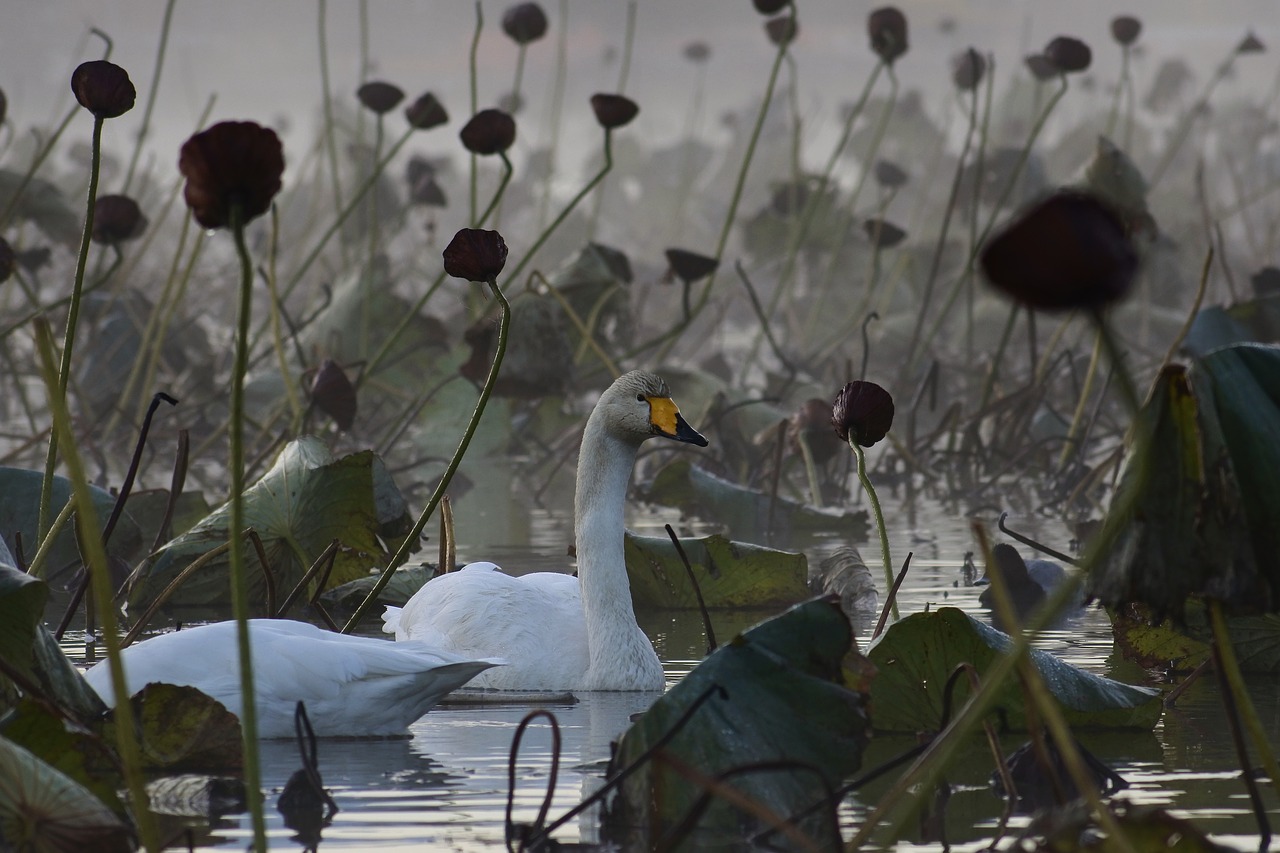 Image - animal morning fog city pond