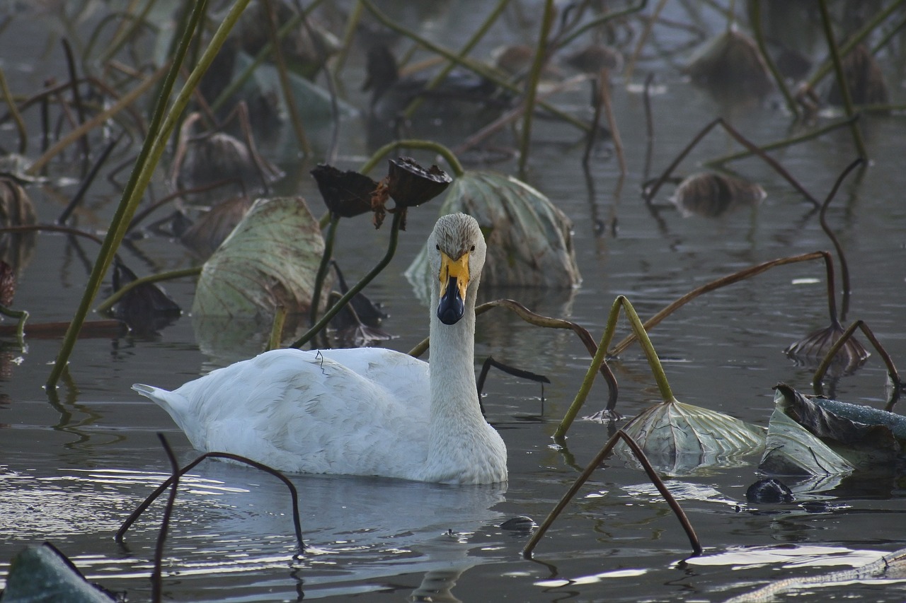 Image - animal morning fog city pond