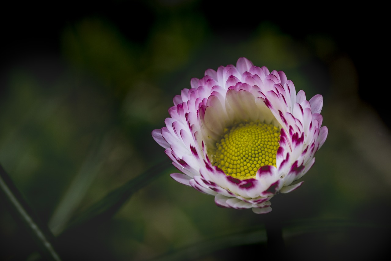 Image - daisy simple green background