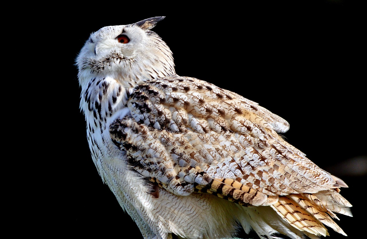 Image - barn owl owl raptor bird plumage