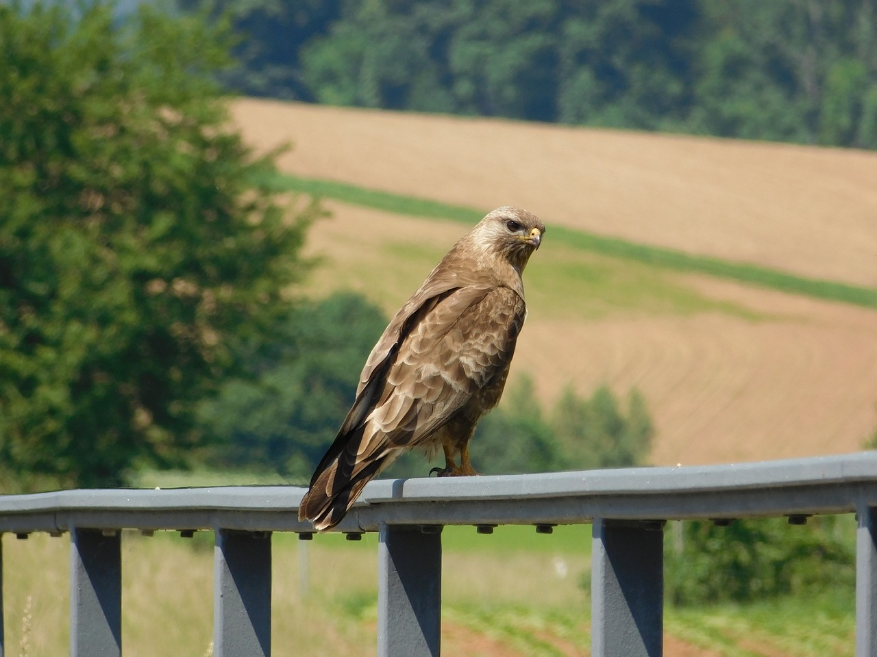 Image - buzzard bird nature wild animal