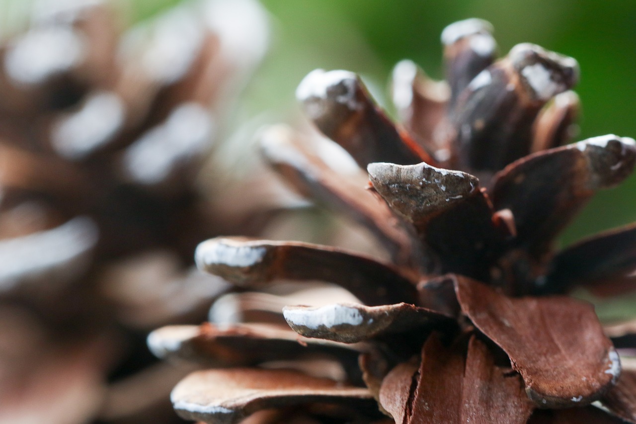 Image - pinecone nature macro autumn