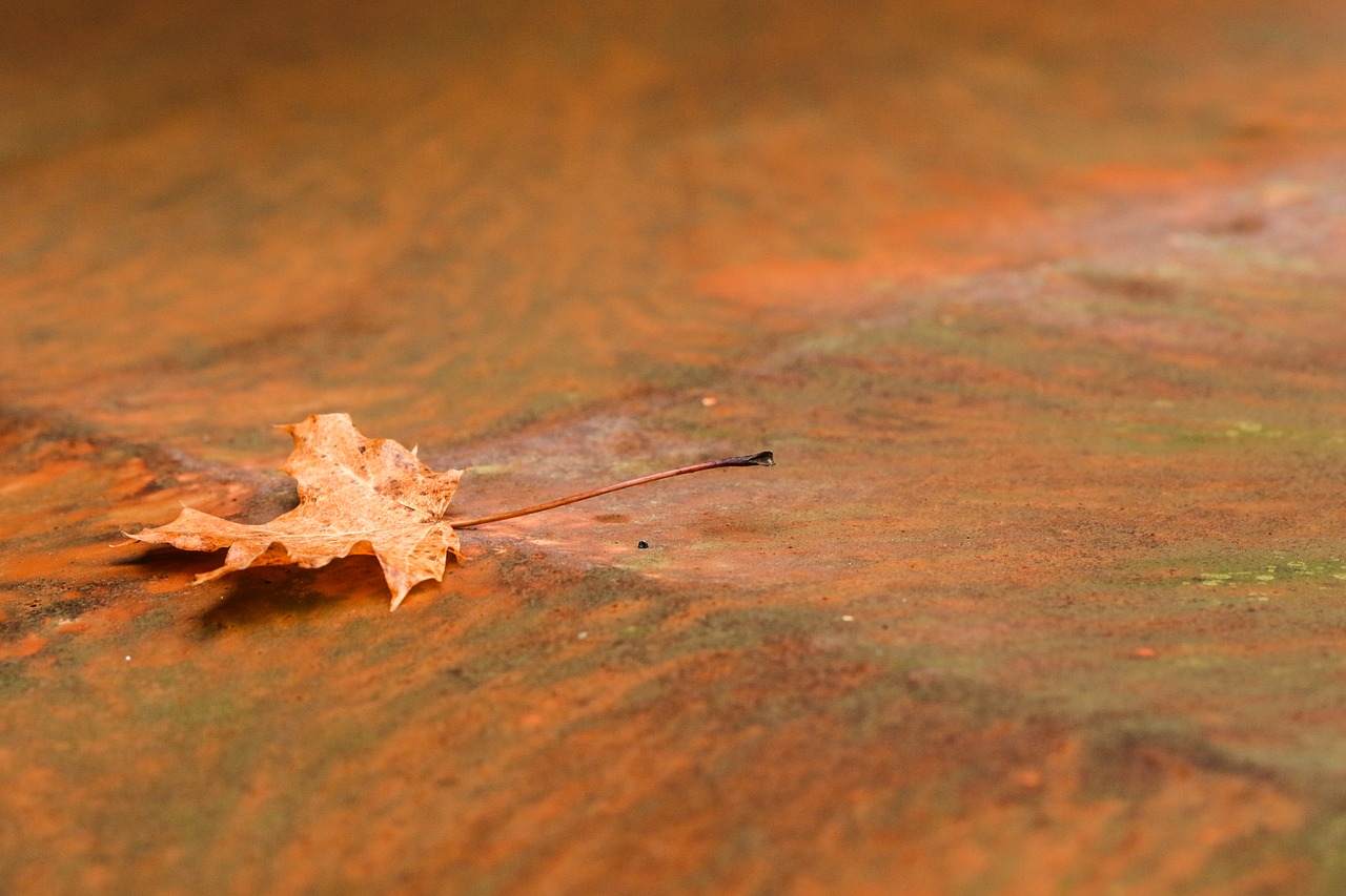 Image - leaf autumn rust fall metal