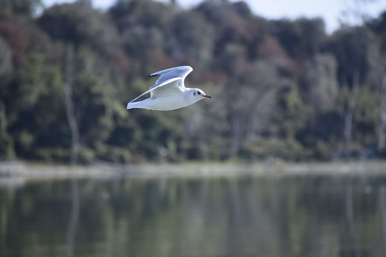 Image - seagull bird the greater island