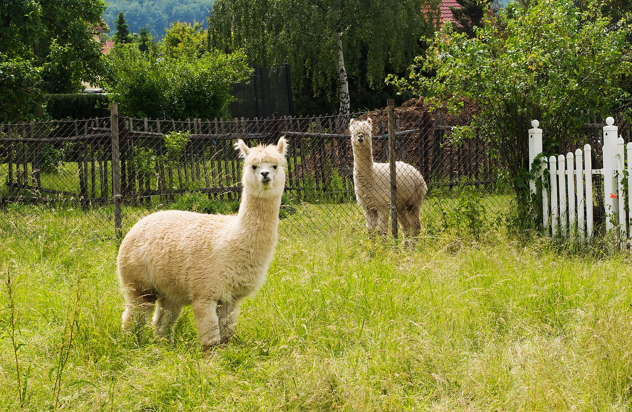 Image - alpaca bright coat nature