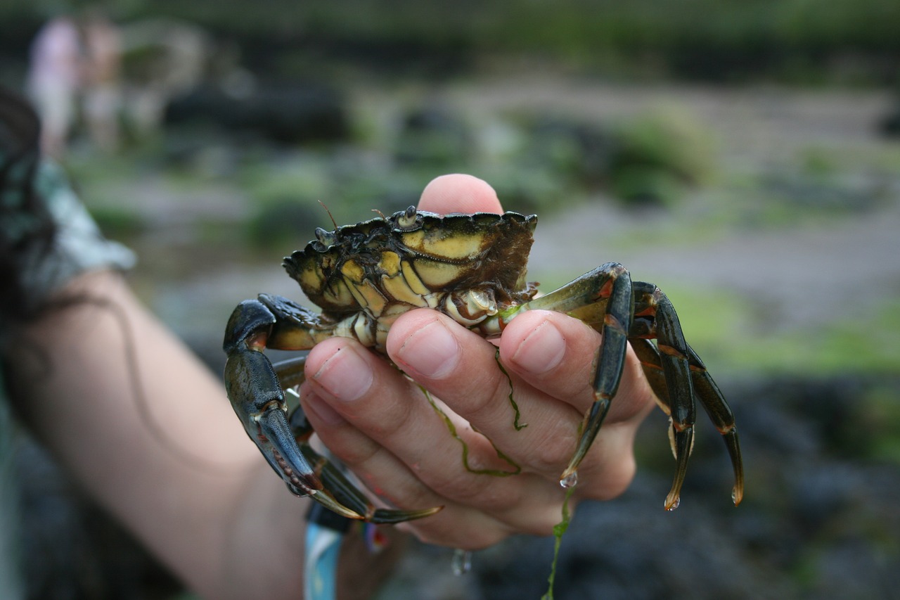 Image - crab claw food sea shell