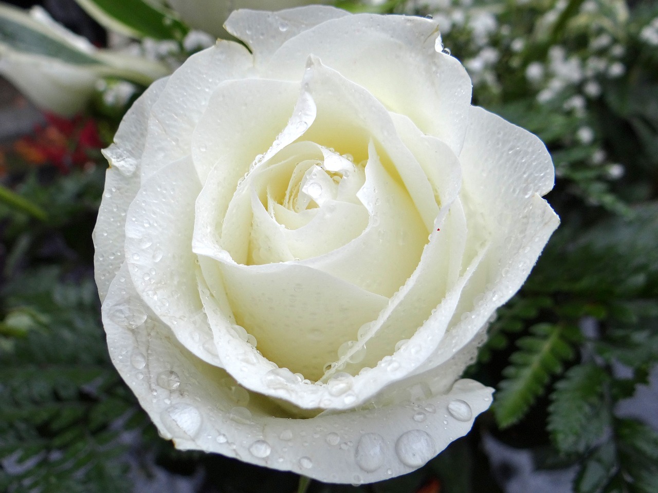 Image - white rose all saints   day