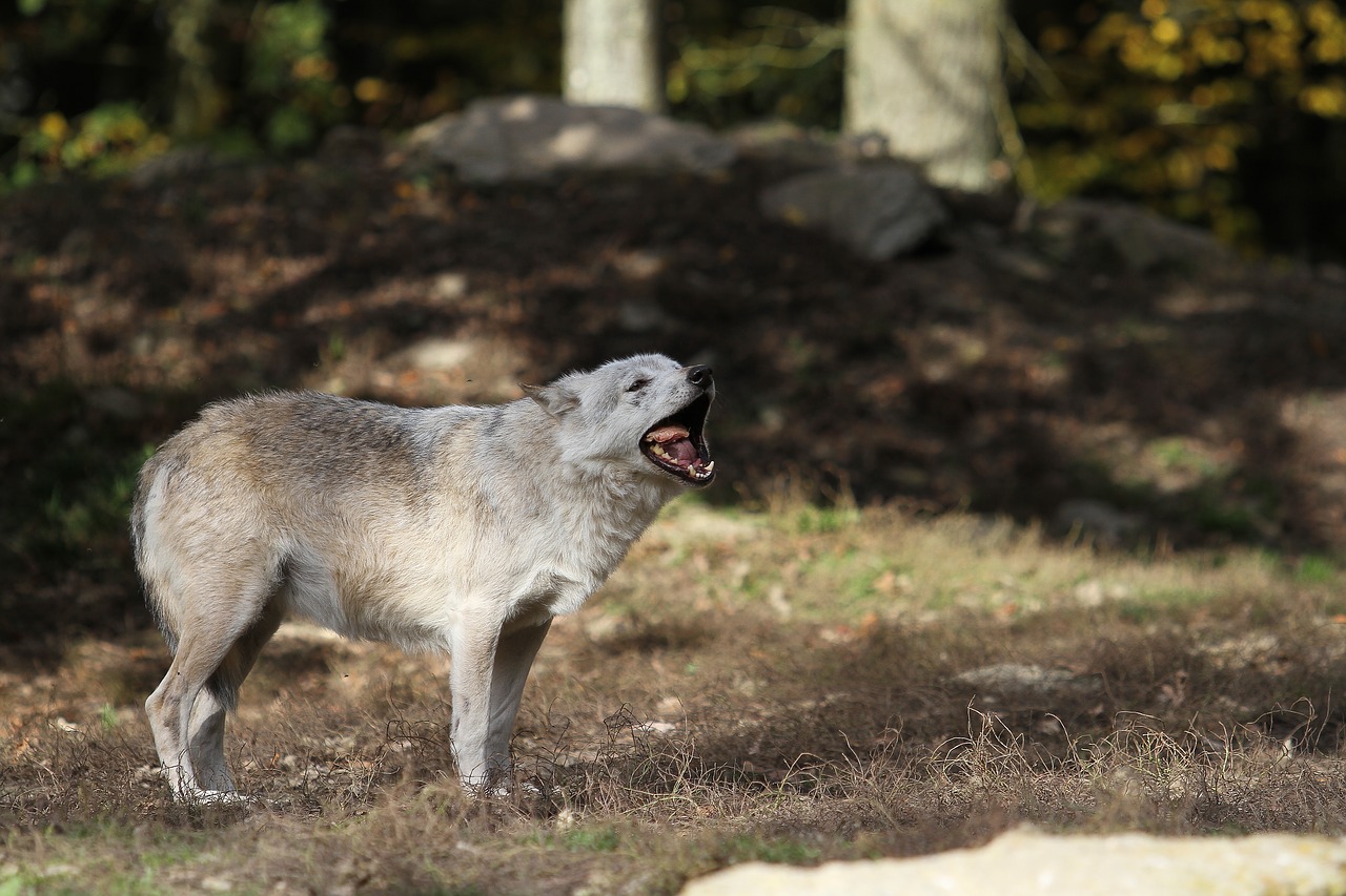 Image - wolf timberwolf eat predator