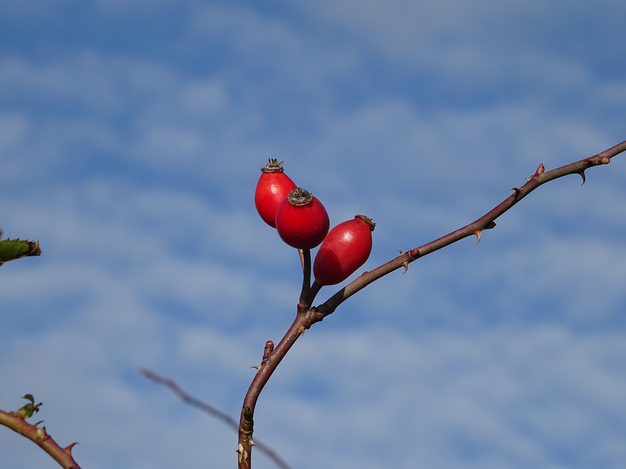 Image - rose hip fruit red plant fruits