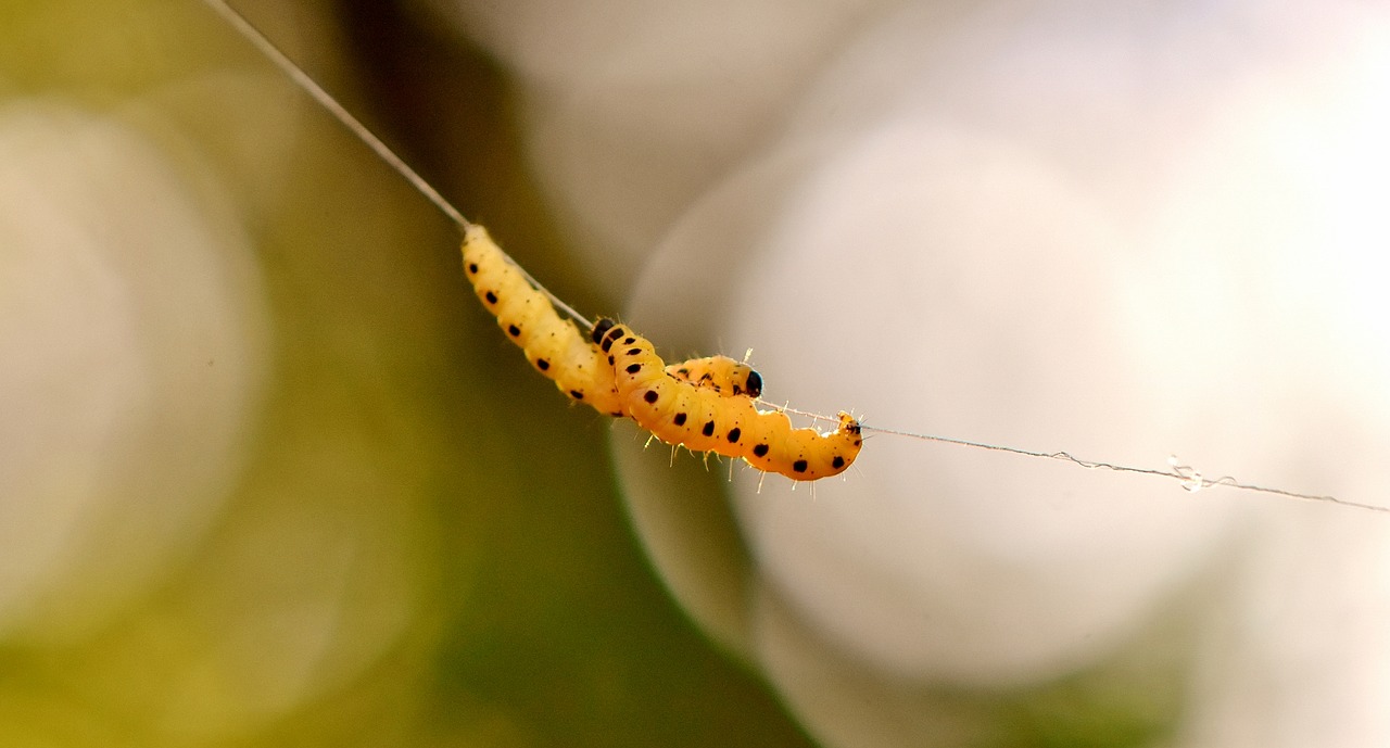 Image - larva wax moth galleriinae