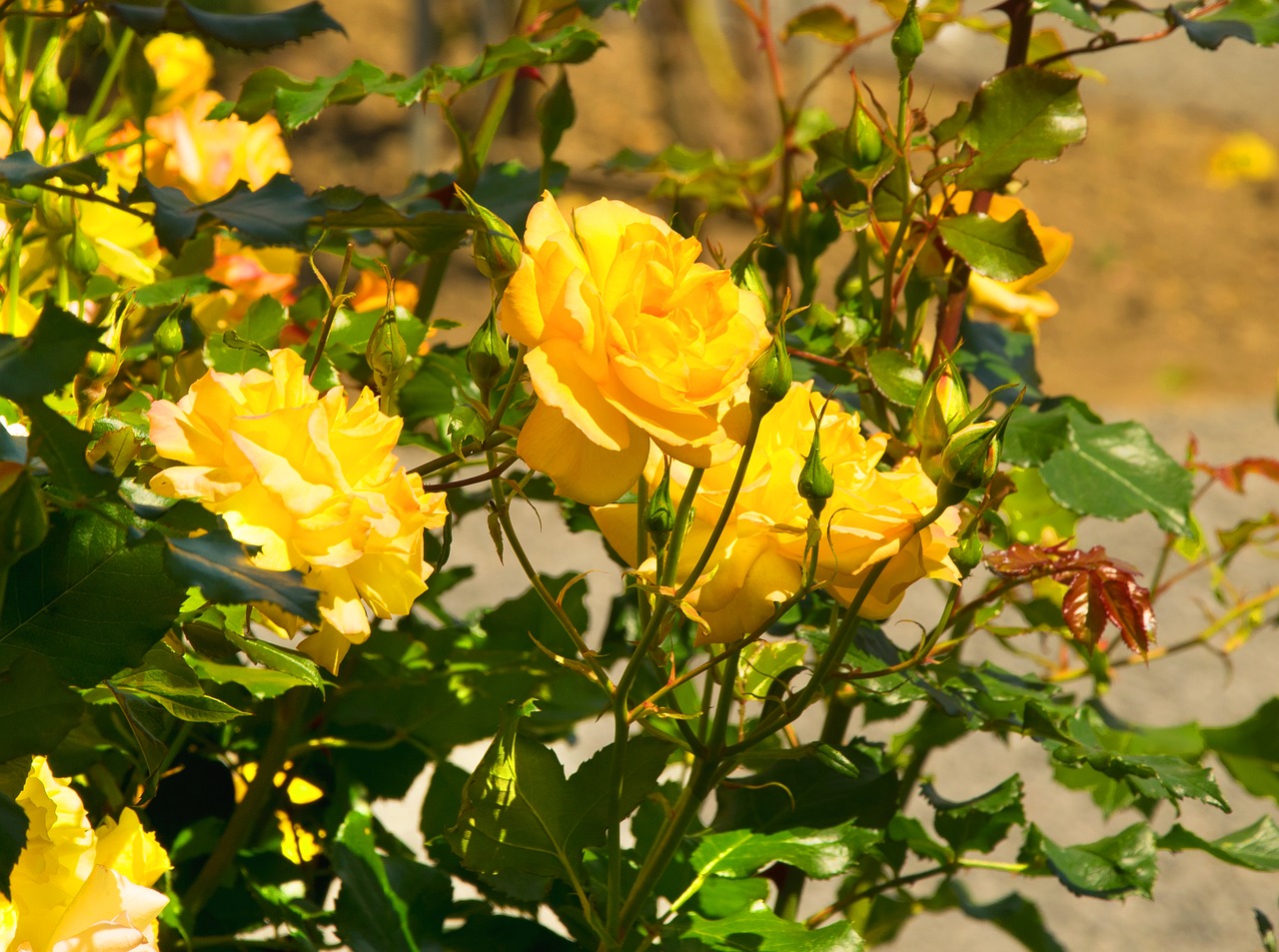 Image - roses yellow yellow rose