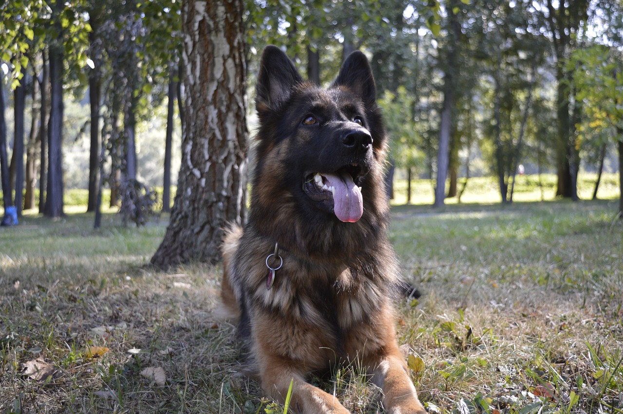 Image - dog zvierata the german shepherd dog