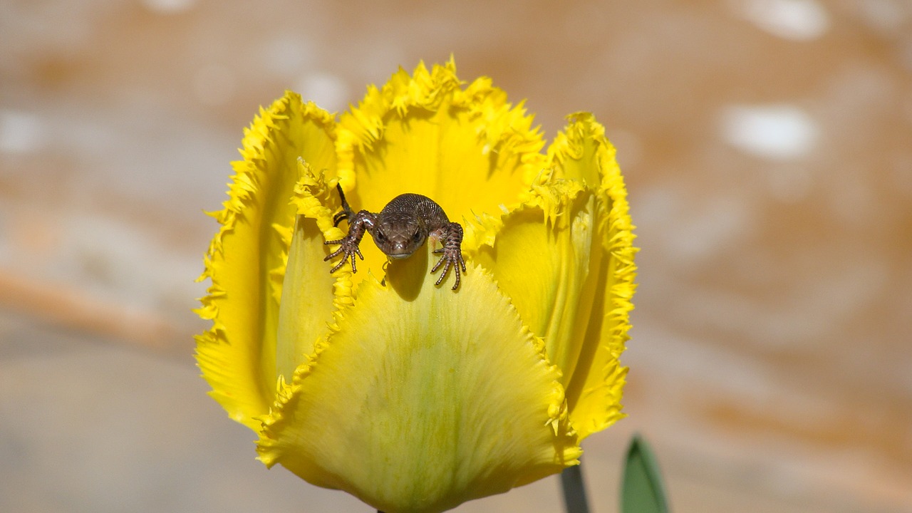 Image - yellow tulip flower lizard macro